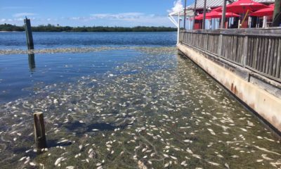 Red tide detected in St. Pete area beaches