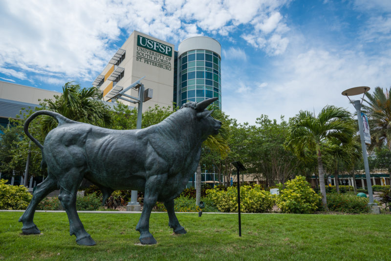 USF St. Petersburg welcomes first on-campus comfort dog • St Pete Catalyst