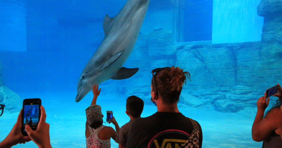 Stone Dolphin Complex Webcam 1 - Pool 1 - Clearwater Marine Aquarium