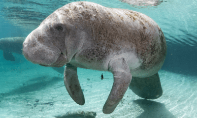 Piney Point incident could still be ‘catastrophic’ for manatees
