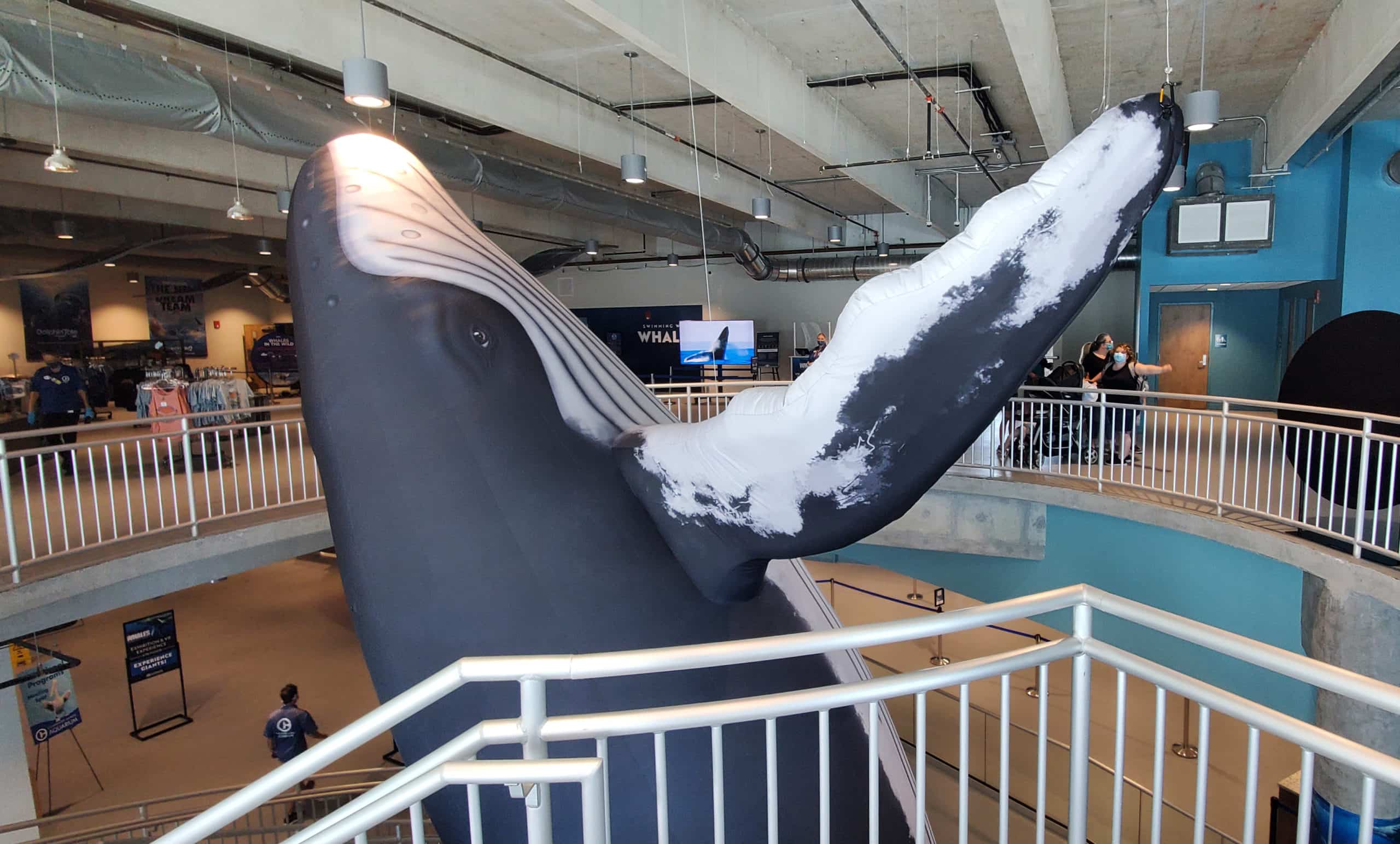 Thar she blows! Whales sighted at Clearwater Marine Aquarium St Pete