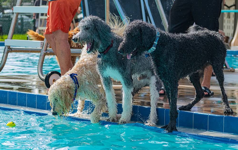 Dog Swim Day at Fossil Park Pool • St Pete Catalyst