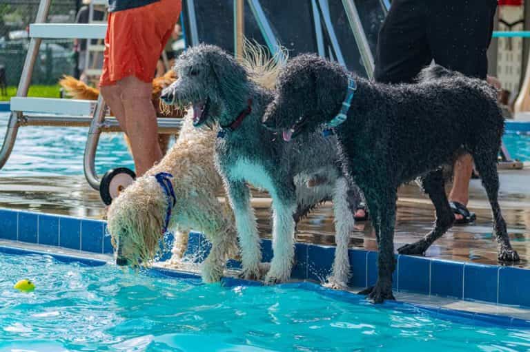 Dog Swim Day at Fossil Park Pool • St Pete Catalyst