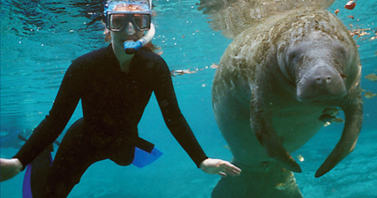 Welcome to Florida: Manatees - St Pete Catalyst