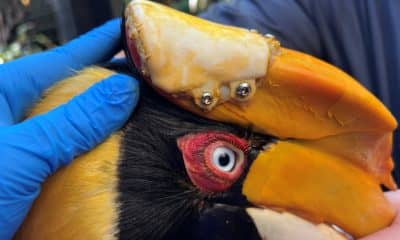 3D-printed beak saves rare bird from cancer
