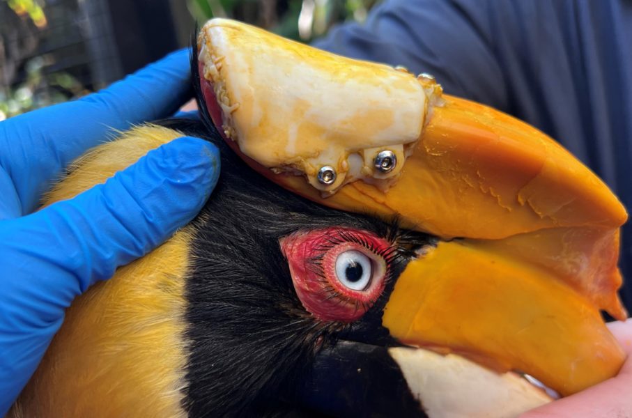 3D-printed beak rare bird from cancer St Pete Catalyst