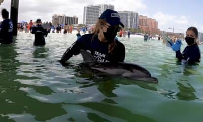 Rescue on Clearwater Beach: Another dolphin tale