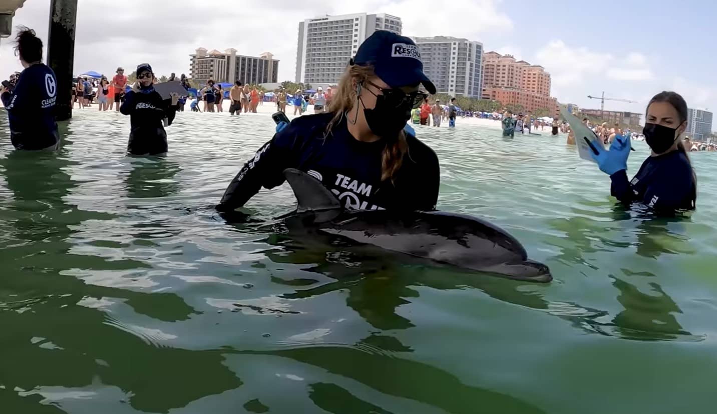 Rescue on Clearwater Beach: Another dolphin tale • St Pete Catalyst