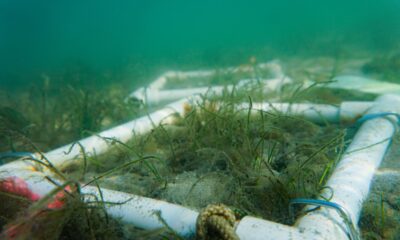 Significant seagrass loss alarms researchers