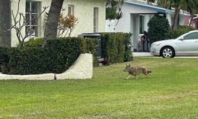 What you need to know about Florida’s urban coyotes