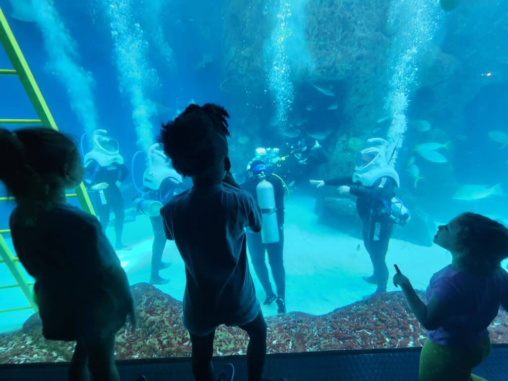 Get inside a Florida Aquarium tank with the SeaTrek experience