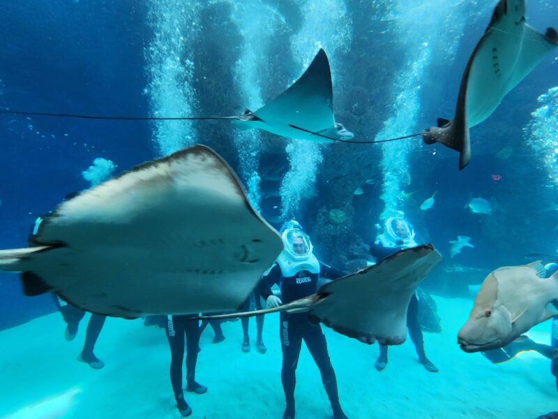 Walk under water: Florida Aquarium experience makes it a reality