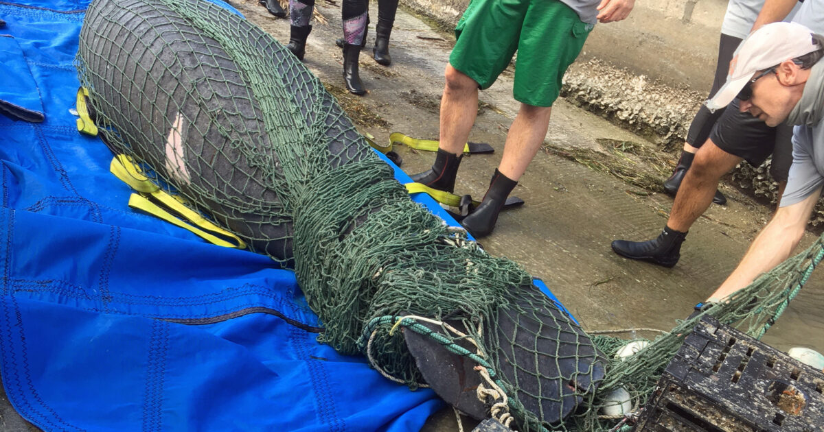 Manatee Caught in Rope, Crab Traps Gets Rescued by FWC, CMA