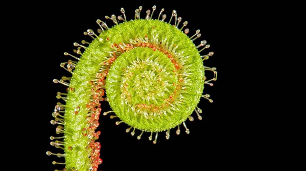 Welcome To Florida: Carnivorous Plants - St Pete Catalyst