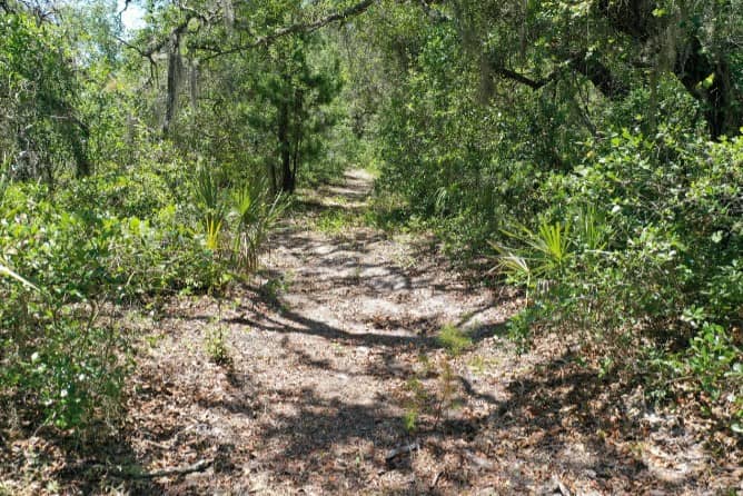 Preservation group wants to buy 14 undeveloped Tarpon acres • St Pete ...